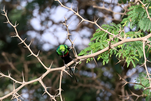 Beautiful Sunbird